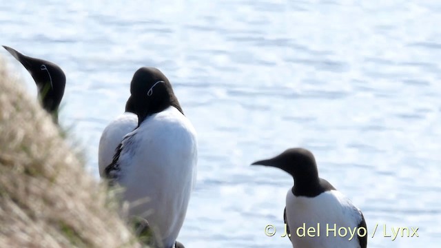 Common Murre - ML201420801