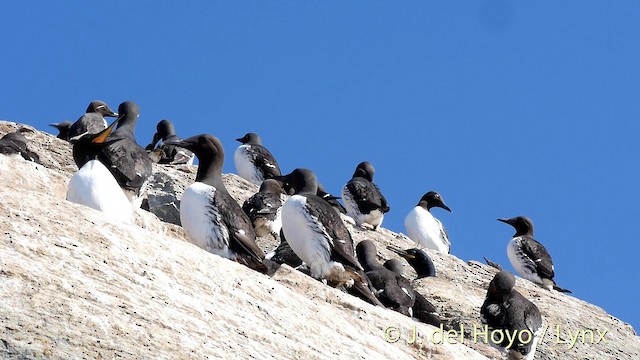 Common Murre - ML201420811