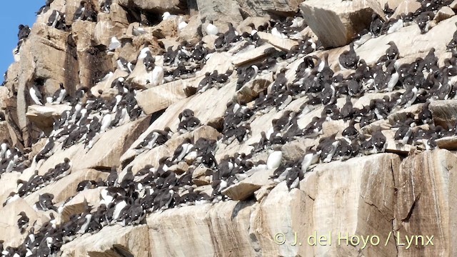 Common Murre - ML201420821