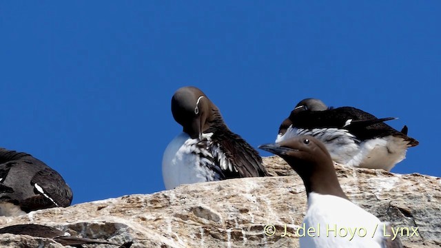 Common Murre - ML201420831