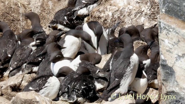 Common Murre - ML201420841