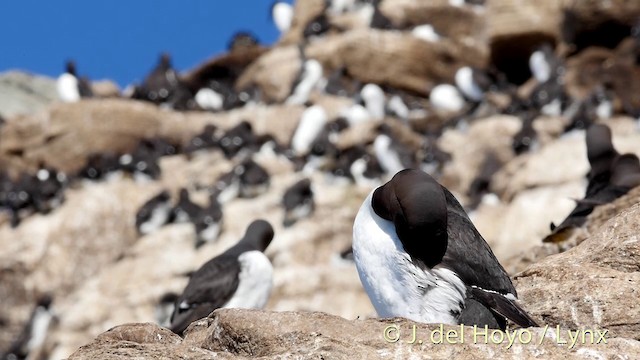 Common Murre - ML201420861