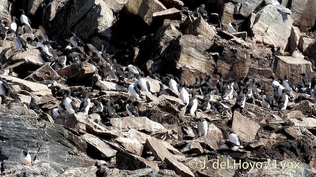 Common Murre - ML201420871