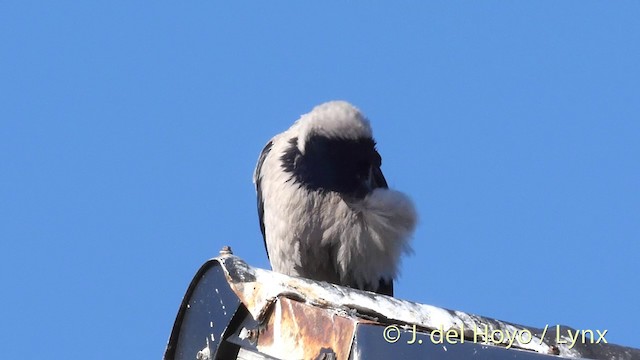 Hooded Crow (Hooded) - ML201420931