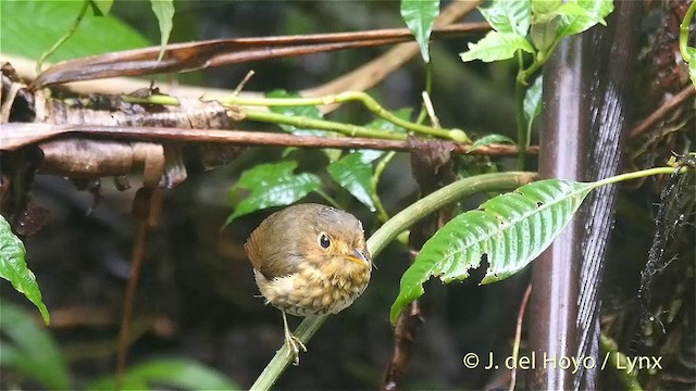 Ochre-breasted Antpitta - ML201420951