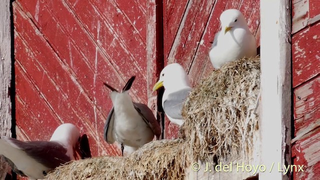 Black-legged Kittiwake (tridactyla) - ML201421001