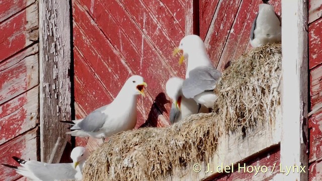 Black-legged Kittiwake (tridactyla) - ML201421011