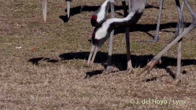 Grue cendrée - ML201421201