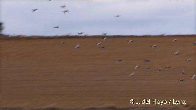 Common Pochard - ML201421401