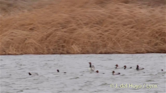 Common Pochard - ML201421411