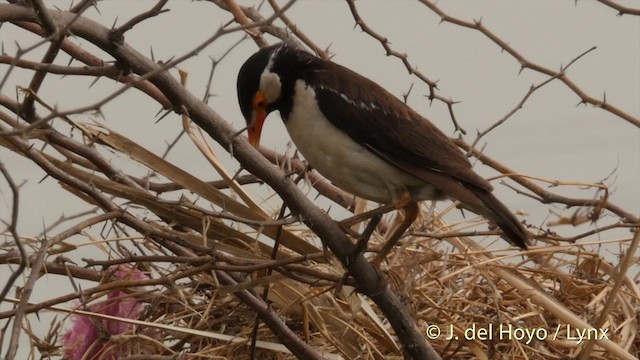 Indian Pied Starling - ML201421661
