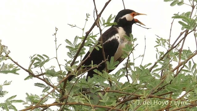 Indian Pied Starling - ML201421681
