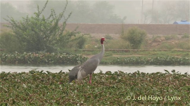 Sarus Crane - ML201421701