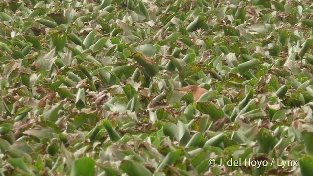 Cinnamon Bittern - ML201421841