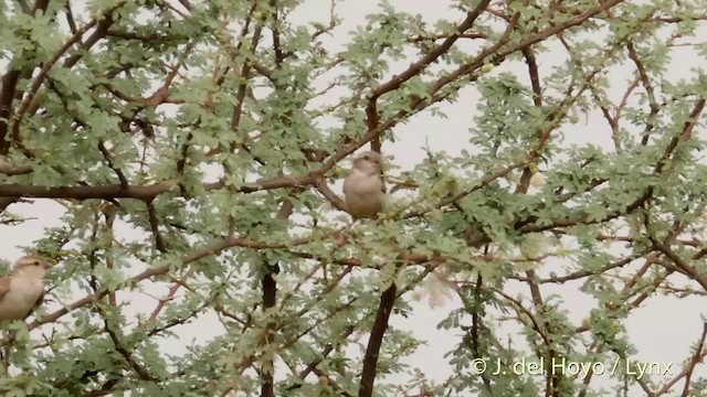 Moineau du Sind - ML201421931