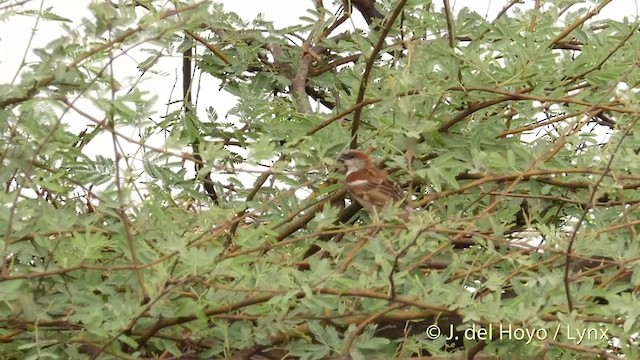 Moineau du Sind - ML201421941