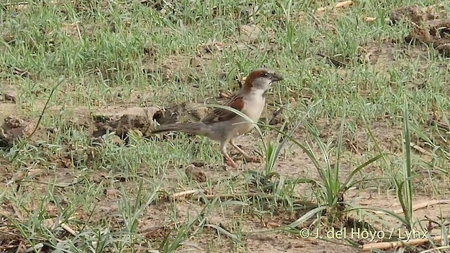 Moineau du Sind - ML201421961