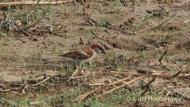 Moineau du Sind - ML201421971