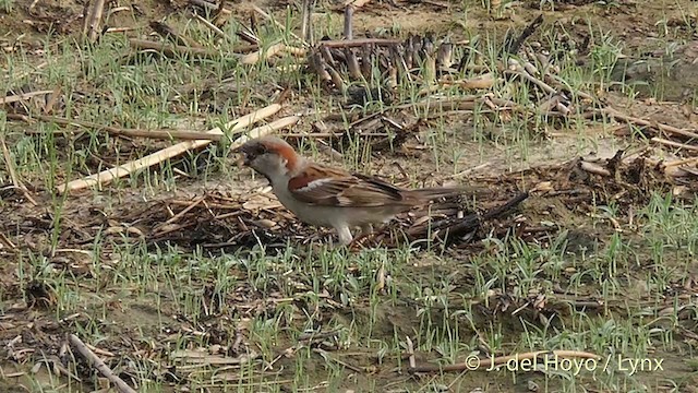 Moineau du Sind - ML201421981