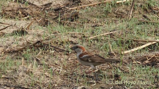 Moineau du Sind - ML201421991