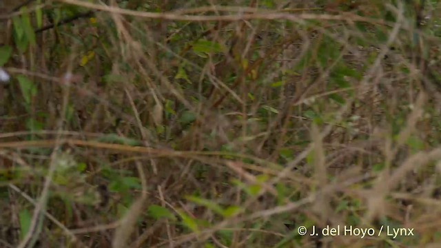 矛斑蝗鶯 - ML201422001