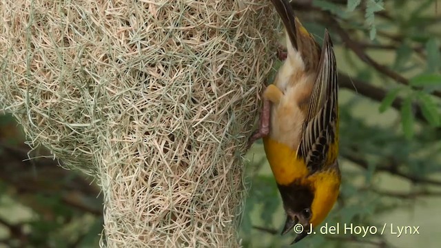 キムネコウヨウジャク - eBird