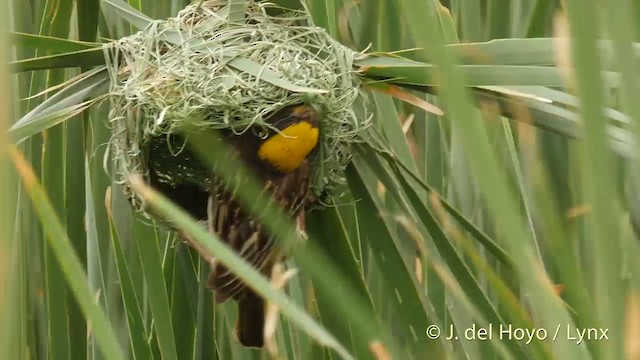 コウヨウジャク - eBird