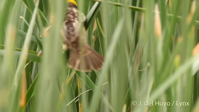 コウヨウジャク - eBird