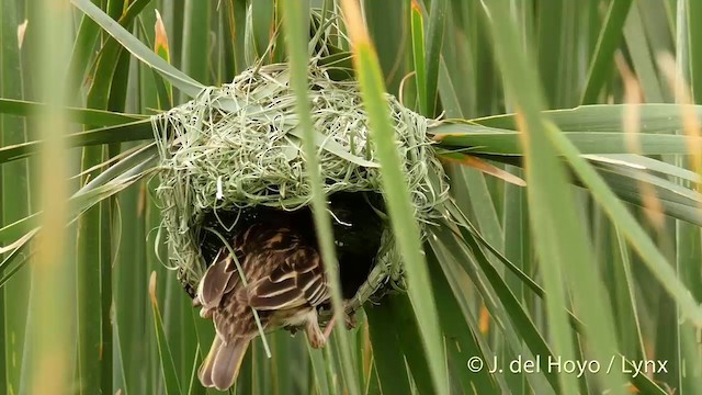 コウヨウジャク - eBird