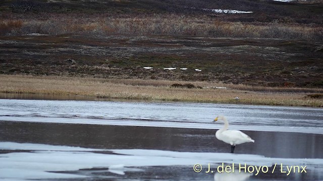 Goéland cendré (canus) - ML201422301