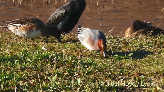 Eurasian Wigeon - ML201422401