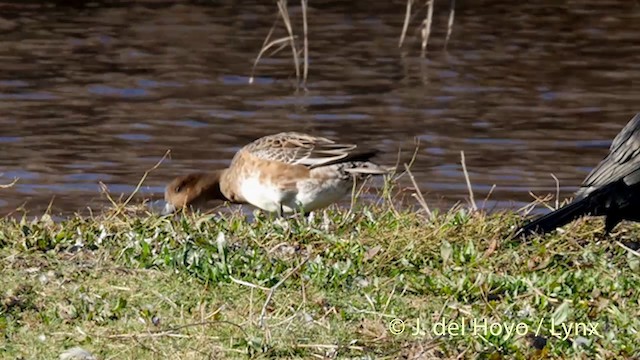Eurasian Wigeon - ML201422411