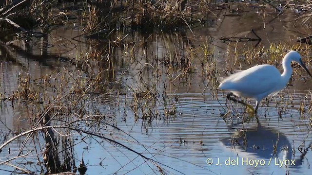 Little Egret (Western) - ML201422511