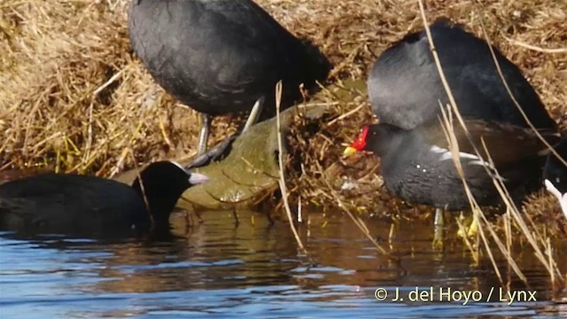 Eurasian Moorhen - ML201422551