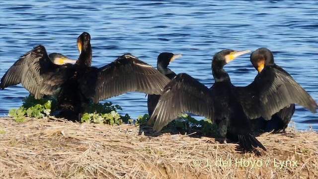 Cormorán Grande (euroasiático) - ML201422631