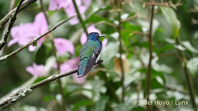 White-necked Jacobin - ML201422831