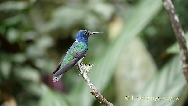 White-necked Jacobin - ML201422841