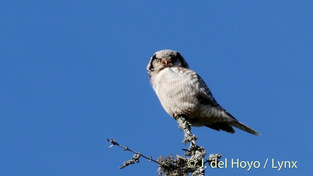 Northern Hawk Owl (Eurasian) - ML201422851