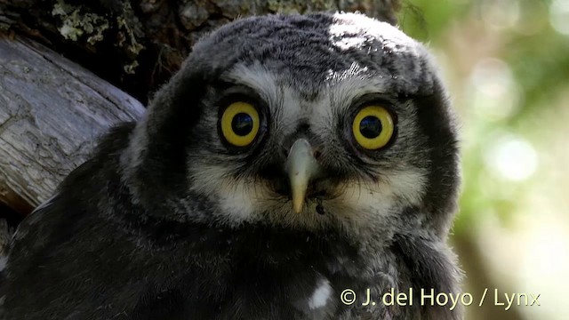 Northern Hawk Owl (Eurasian) - ML201422861