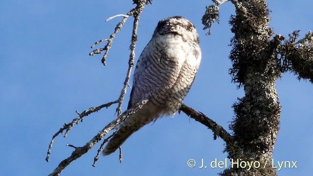 Northern Hawk Owl (Eurasian) - ML201422871