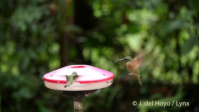 Fawn-breasted Brilliant - ML201422931