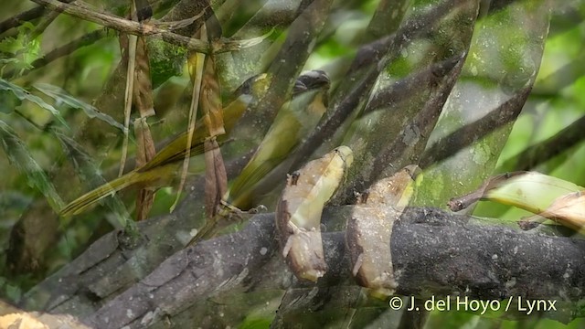 Buff-throated Saltator - ML201422971