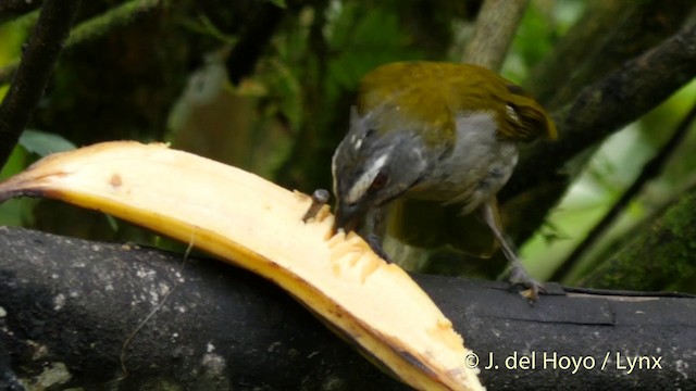 Buff-throated Saltator - ML201422981