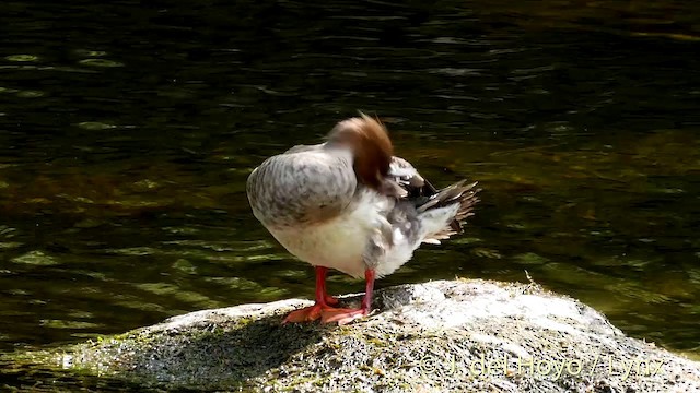 Red-breasted Merganser - ML201423011