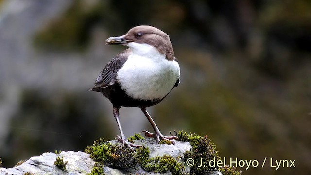 White-throated Dipper - ML201423051