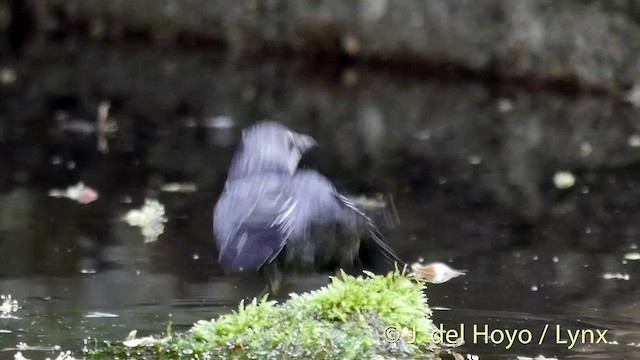 White-throated Dipper - ML201423061