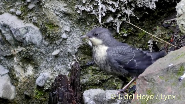 White-throated Dipper - ML201423071