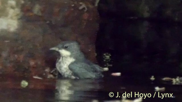 White-throated Dipper - ML201423081