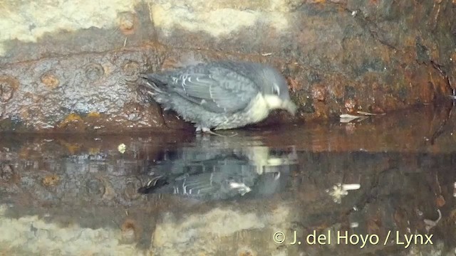 White-throated Dipper - ML201423101