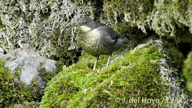 White-throated Dipper - ML201423111